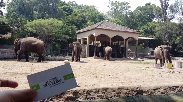 gajah kebun binatang gembira loka