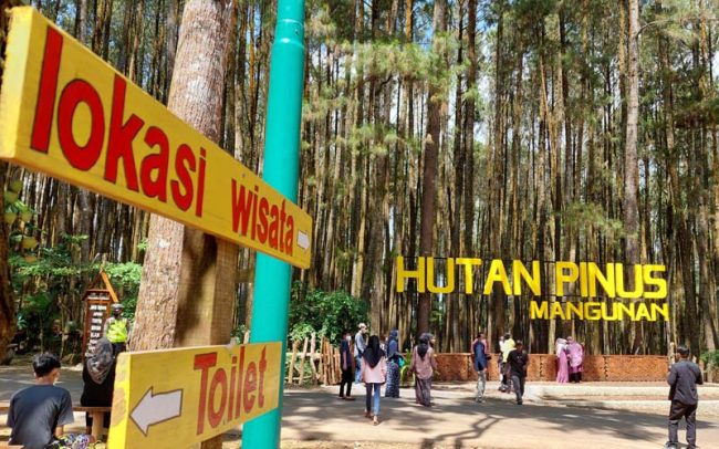 hutan-pinus manggunan sewa hiace jogja dunia traveling
